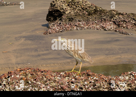 L'Inde, Goa, plage de Ashvem, Indian Pond Heron, Ardeola grayii, paddybird, on rock Banque D'Images