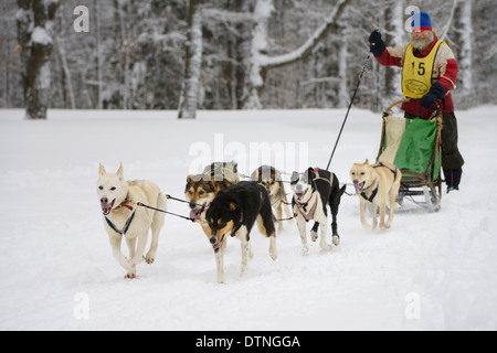 Musher barbu âgées poling ski six sleddogs dans la neige au début de la course de luge Snofest Marmora Ontario Canada en hiver Banque D'Images