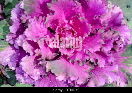 Close up le chou décoratif ( Brassica oleracea var. acephala ) Banque D'Images