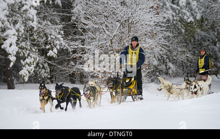 Six équipes de deux traîneaux à chiens chiens passant après avoir quitté la piste forestière après une chute de neige fraîche Snofest Marmora Ontario Canada avec des arbres couverts de neige Banque D'Images