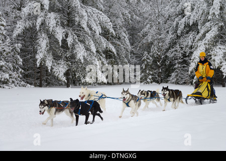 Musher mâle avec Huskies sortant de la forêt enneigée sur six cas de traîneau à chien de Marmora Snofest Ontario Canada avec des arbres couverts de neige Banque D'Images