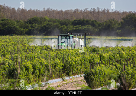 Un conducteur de tracteur le port de vêtements protecteurs et un masque respiratoire de pulvérisations de pesticides sur les plants de tomates en Floride du sud. Banque D'Images