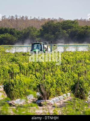 Un conducteur de tracteur le port de vêtements protecteurs et un masque respiratoire de pulvérisations de pesticides sur les plants de tomates en Floride du sud. Banque D'Images