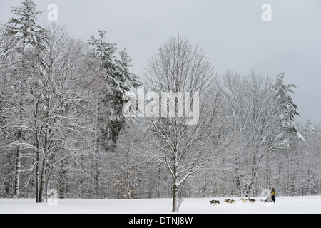 Arbres couverts de neige en forêt avec boy musher avec six équipes de traîneaux à chiens au début de course Snofest Marmora Ontario Canada Banque D'Images