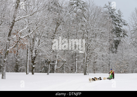 Arbres couverts de neige en forêt avec plus de six musher barbu de l'équipe de traîneau à chien de race au démarrage Snofest Marmora Ontario Canada Banque D'Images