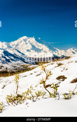 La neige recouvre la végétation d'automne dans l'autoroute. Le nord et le Sud des pointes de Denali (anciennement Mt. McKinley) en arrière-plan. Parc national de Denali en Alaska. Banque D'Images