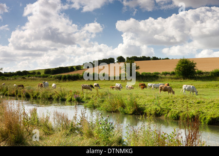 Le pâturage à côté de la rivière Windrush près de Swinbrook dans les Cotswolds, Oxfordshire, Angleterre. L'été (juillet) 2010. Banque D'Images