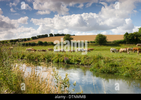 Le pâturage à côté de la rivière Windrush près de Swinbrook dans les Cotswolds, Oxfordshire, Angleterre. L'été (juillet) 2010. Banque D'Images