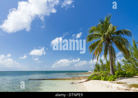 Un palmier monte la garde sur la magnifique plage Starfish Point sur le côté nord de Grand Cayman, Cayman Island Banque D'Images