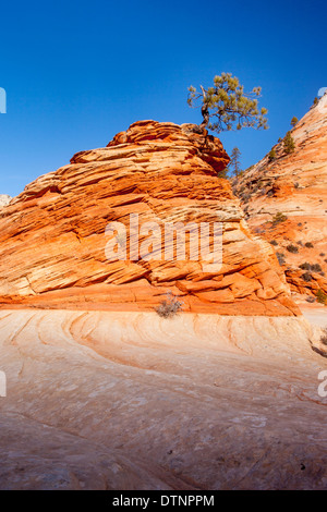 Un arbre de pin pignon très déterminé de plus en plus haut d'une formation de grès, Zion National Park, Utah USA Banque D'Images