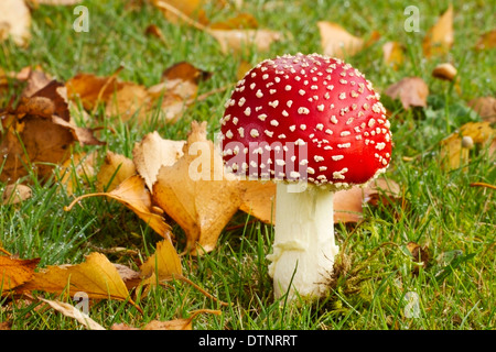 Agaric fly (Amanita muscaria) champignon fruit mûr dans le champ avec des feuilles, Norfolk, Angleterre, Royaume-Uni Banque D'Images