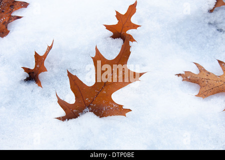 Tempête de neige au début du mois de novembre à Londres, Ontario Canada fait un contraste intéressant de ces feuilles de chêne de couleur dans la neige. Banque D'Images