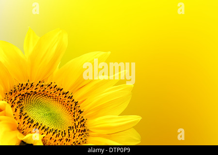 Tournesol sur fond d'été Banque D'Images