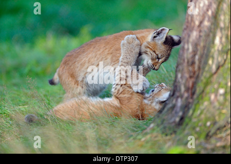 Lynx, oursons / Lynx lynx (Felis lynx), Banque D'Images