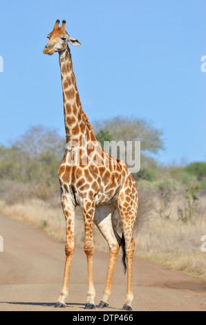 Girafe (Giraffa camelopardalis), traverser la route de gravier, Kruger National Park, Afrique du Sud, l'Afrique Banque D'Images