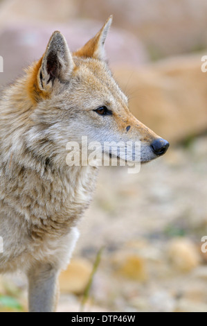 Le chacal doré (Canis aureus) / Banque D'Images