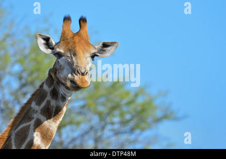 Girafe (Giraffa camelopardalis) et Red-billed Oxpecker (Buphagus erythrorhynchus), Kruger National Park, Afrique du Sud, l'Afrique Banque D'Images