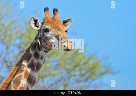 Girafe (Giraffa camelopardalis) et Red-billed Oxpecker (Buphagus erythrorhynchus), Kruger National Park, Afrique du Sud, l'Afrique Banque D'Images