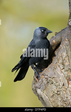 Choucas, dans les trous, Rhénanie du Nord-Westphalie, Allemagne / (Corvus monedula, Coloeus monedula) Banque D'Images