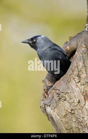 Choucas, dans les trous, Rhénanie du Nord-Westphalie, Allemagne / (Corvus monedula, Coloeus monedula) Banque D'Images