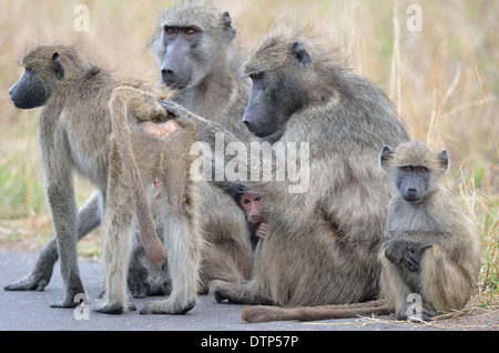 Des babouins Chacma (Papio ursinus), la mère, les jeunes et l'enfant, assis sur la route, toilettage, Kruger National Park, Afrique du Sud, l'Afrique Banque D'Images