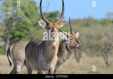 Waterbucks (Kobus ellipsiprymnus), Kruger National Park, Afrique du Sud, l'Afrique Banque D'Images