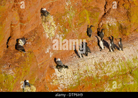 Colonie de Fulmars boréaux Guillemots Mouettes tridactyles Helgoland Schleswig-Holstein Allemagne / (Uria aalge) Banque D'Images