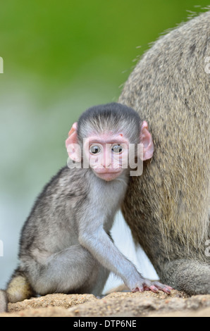 Les singes vervet (Cercopithecus aethiops), adulte et bébé mâle, Kruger National Park, Afrique du Sud, l'Afrique Banque D'Images