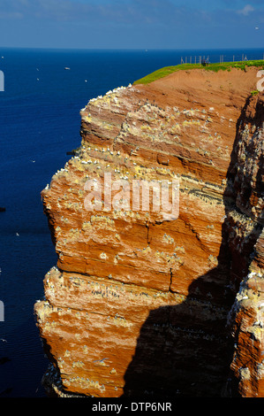 Bird rock avec colonie de Guillemots commune Bassan Nothern Fulmars Mouette tridactyle Helgoland Schleswig-Holstein Banque D'Images