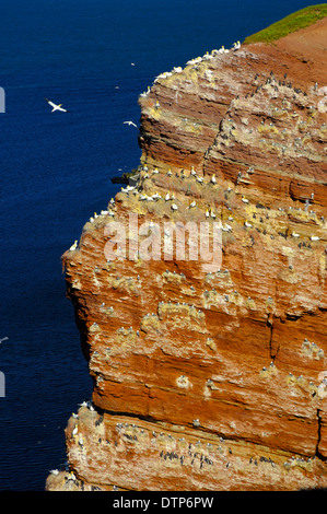 Bird rock avec colonie de Guillemots commune Bassan Nothern Fulmars Mouette tridactyle Helgoland Schleswig-Holstein Banque D'Images