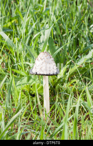 Champignons non comestibles encre shaggy cap à l'automne Banque D'Images