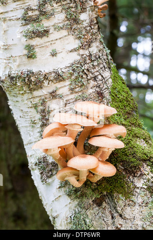 Beaucoup d'orange ou brun les champignons poussent sur une tige de l'arbre Banque D'Images