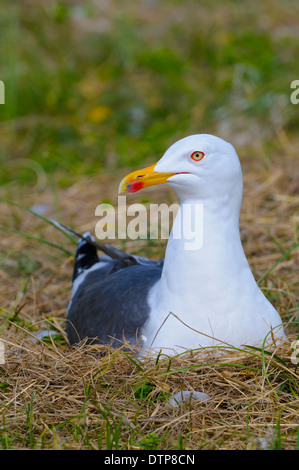 Moindre Goéland marin sur son nid, Dune de Heligoland, Schleswig-Holstein, Allemagne / (Larus fuscus) Banque D'Images