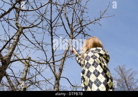 Vue arrière de jeunes fruits jardinier couper l'ancienne branche d'arbre avec de petites scie égoïne sur fond de ciel bleu Banque D'Images