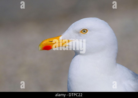 Goéland argenté, Dune de Heligoland, Schleswig-Holstein, Allemagne / (Larus argentatus) Banque D'Images