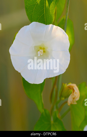 Liseron des champs plus importants, réserve naturelle Dingdener Heide, Rhénanie du Nord-Westphalie, Allemagne / (Calystegia sepium) Banque D'Images