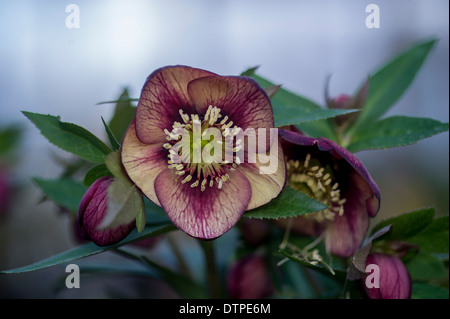 Helleborus x hybridus, Anah Jardin hybride. pêche abricot, strié Banque D'Images