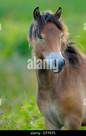 Poney Exmoor, étalon Banque D'Images