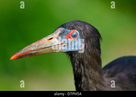 D'Abdim (Ciconia abdimii Cigogne /) Banque D'Images