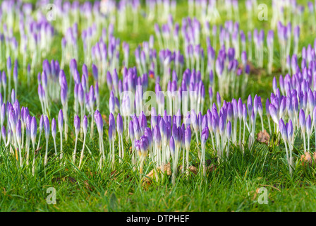 Fleurs Crocus émergeant de l'herbe Banque D'Images