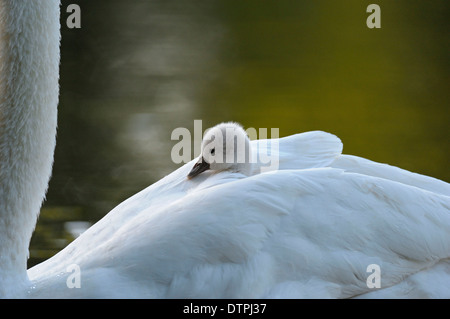 Cygne muet, cygnet sur des profils est de retour, en Rhénanie du Nord-Westphalie, Allemagne / (Cygnus olor) Banque D'Images