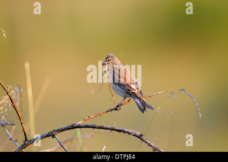 Linnet femelle avec le matériel du nid nature reserve Dingdener Heide-du-Nord-Westphalie Allemagne / (Carduelis cannabina Banque D'Images