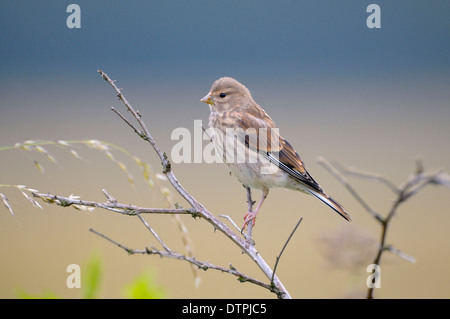 Linnet, juvénile, réserve naturelle Dingdener Heide, Rhénanie du Nord-Westphalie, Allemagne / (Carduelis cannabina, Acanthis cannabina) Banque D'Images