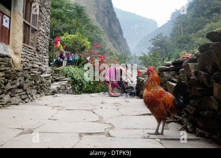 Coq et une fille lave-vaisselle dans un village de la région de Gorkha Népal. Banque D'Images