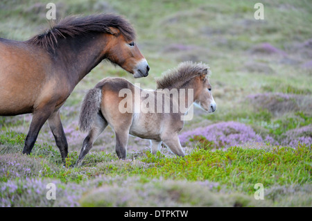 Poneys Exmoor, mare avec poulain, réserve naturelle de Bollekamer, île de Texel, Pays-Bas Banque D'Images