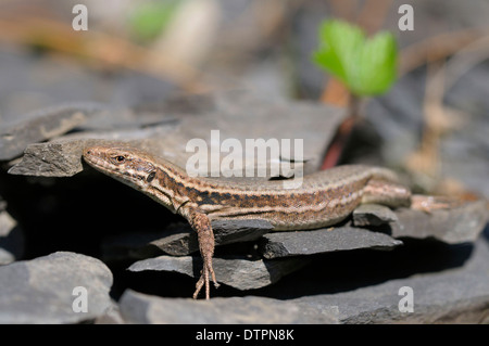 Lézard des murailles, les bains de soleil, en Rhénanie du Nord-Westphalie, Allemagne / (Podarcis muralis Lacerta muralis) Banque D'Images