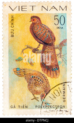 VIETNAM - circa 1978 : timbre imprimé au Vietnam montre Polyplectron germaini, série consacrée au oiseaux d'ornement, vers 1978 Banque D'Images