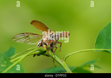 Cockchafer, Dingdener Heide, Allemagne / (Melolontha melolontha) Banque D'Images