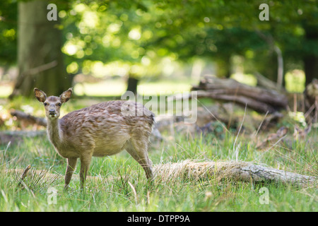 Debout cerfs femelles dans une forêt et regardant vers l'appareil photo Banque D'Images