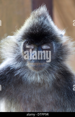 Un métal argenté Lutung (Trachypithecus cristatus), également connu sous le nom de la feuille d'argenté ou le singe Langur argenté à Bornéo, Malaisie Banque D'Images